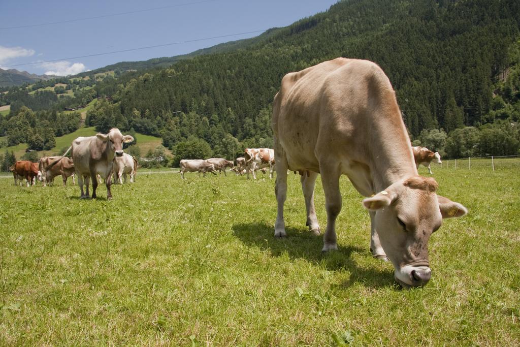 Aschau Im Zillertal Martlerhof 아파트 외부 사진