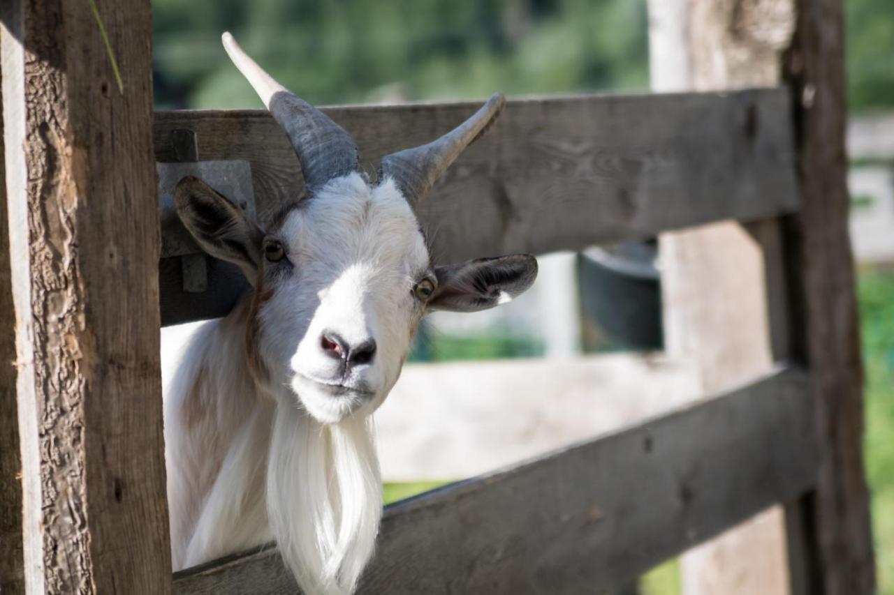 Aschau Im Zillertal Martlerhof 아파트 외부 사진